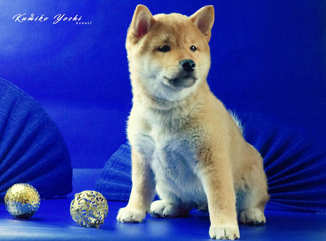 Сиба ину / шиба ину) щенок от титулованных родителей РКФ купить на Зозу.ру - фотография № 2
