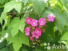 Малина душистая или Малиноклен (Rubus odoratus) купить на Зозу.ру - фотография № 2