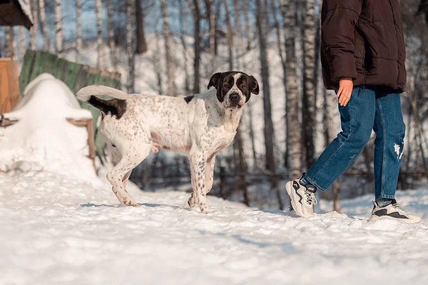 Красивый пёс необычного окраса ищет дом купить на Зозу.ру - фотография № 6