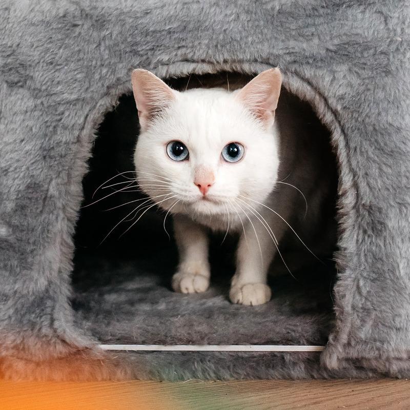 Белый синеглазый кот Топаз в добрые руки купить на Зозу.ру - фотография № 6
