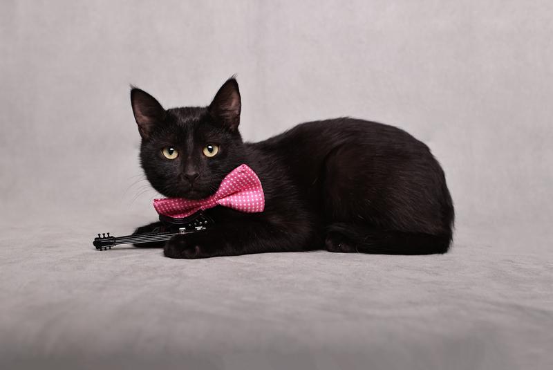 Котенок черный Степа в добрые руки купить на Зозу.ру - фотография № 5