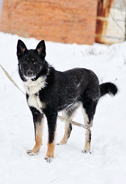 Самый лучший компаньон, молодая собака Бэлла в добрые руки купить на Зозу.ру - фотография № 5