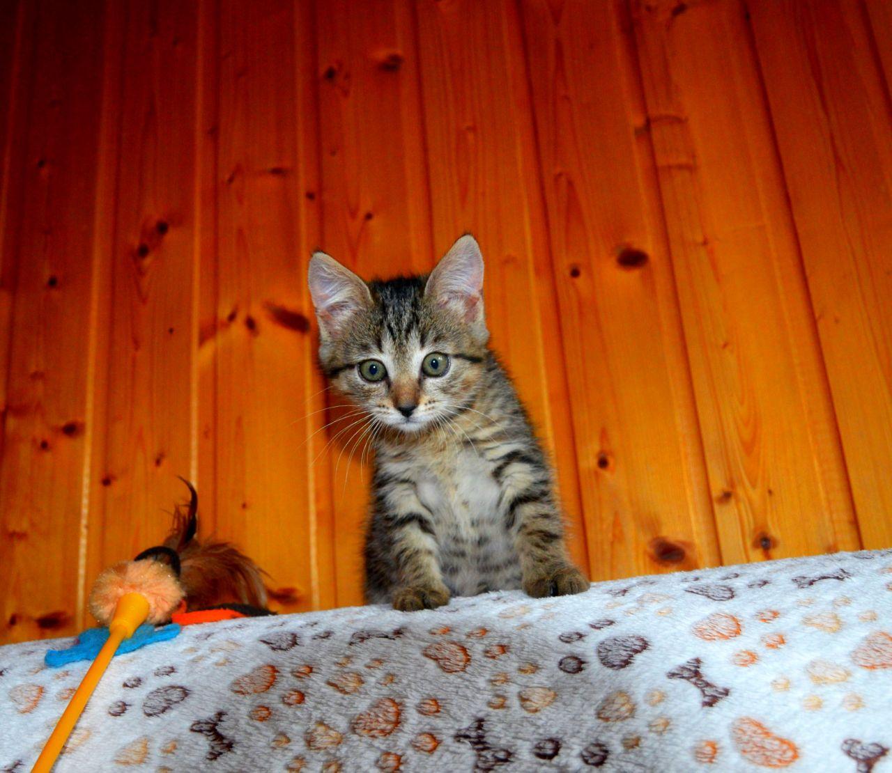 Серый полосатый ручной котенок Кексик в добрые руки купить на Зозу.ру - фотография № 1