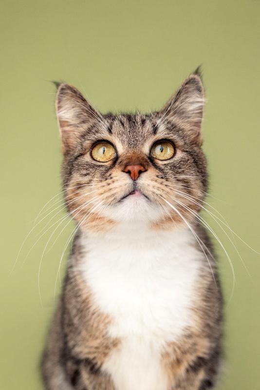 Красавица-кошка Яна с кисточками на ушках в добрые руки купить на Зозу.ру - фотография № 5