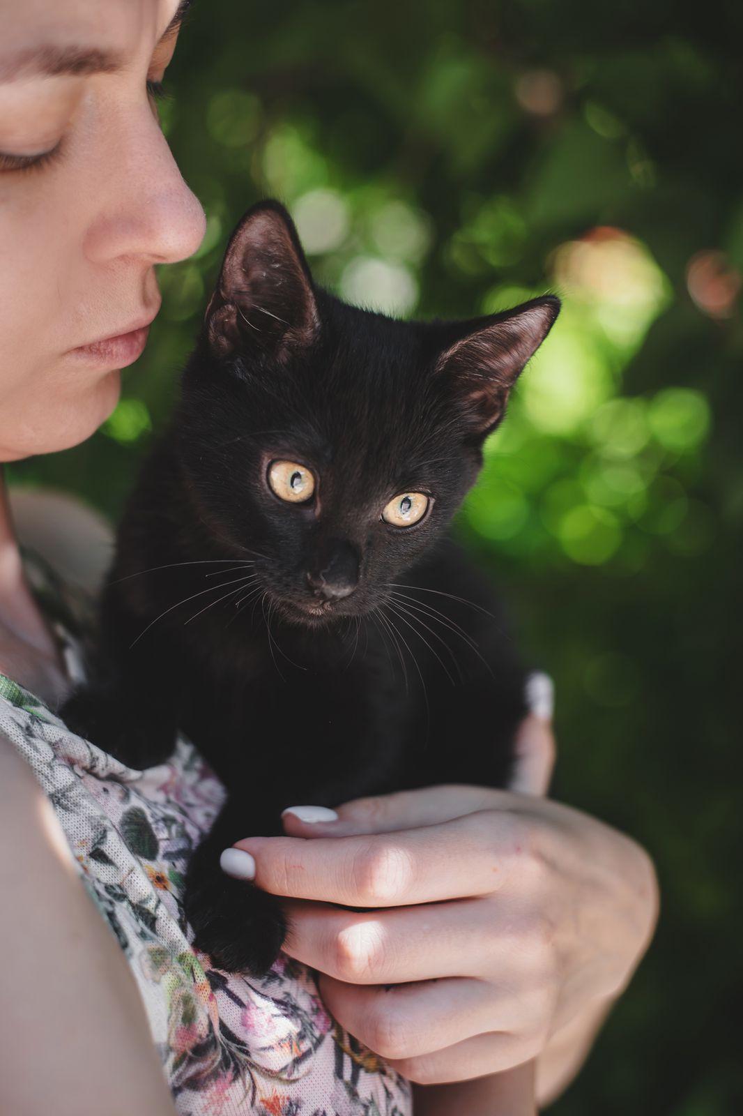 Черные котята в добрые руки купить на Зозу.ру - фотография № 9