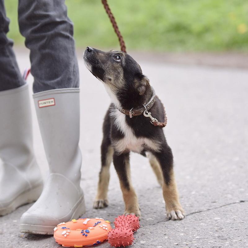 Крошечная собачка Мими в добрые руки купить на Зозу.ру - фотография № 3