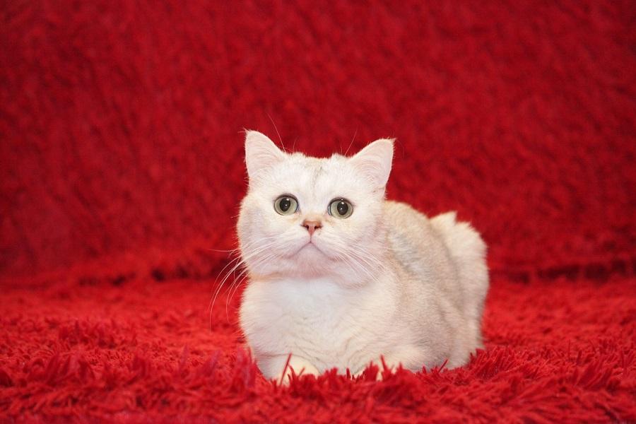 Британский кот Маффин ищет дом! купить на Зозу.ру - фотография № 4
