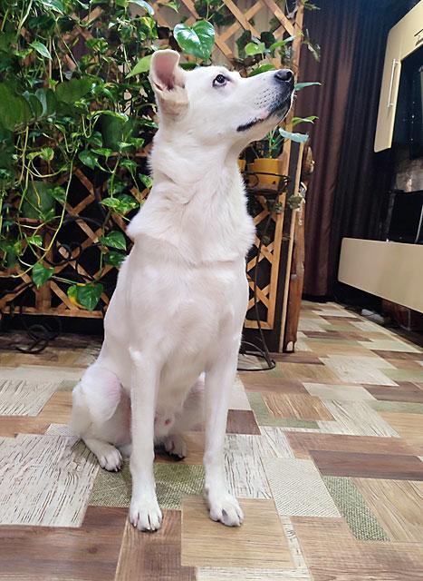 Великолепный Плюш, красивый домашний пес  в добрые руки купить на Зозу.ру - фотография № 3