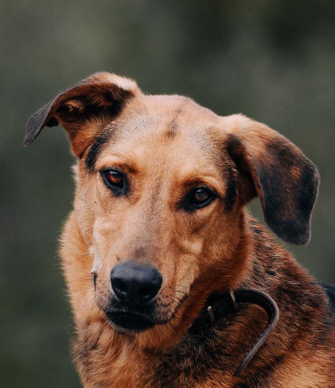 Приютский пёс Брэд — идеальный мальчик в дар купить на Зозу.ру - фотография № 2