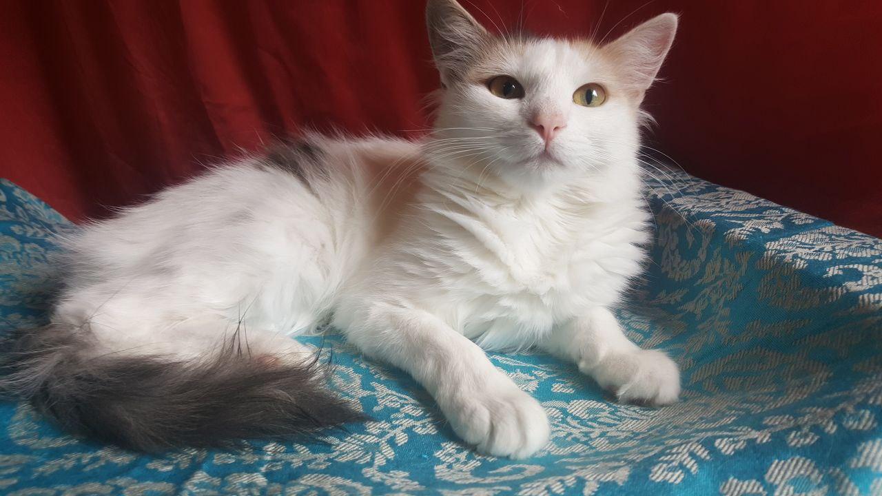 Кошка Сара 1 год, стерилизована и привита купить на Зозу.ру - фотография № 5