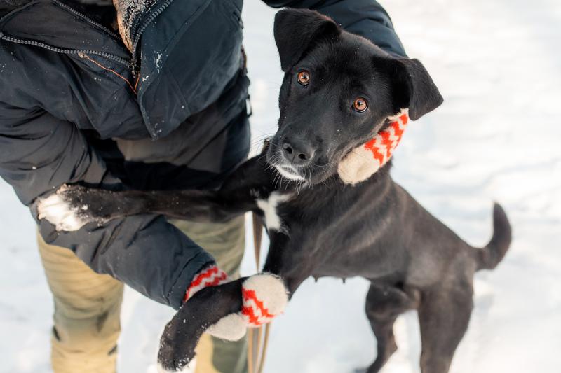 Черная собака Берта в добрые руки купить на Зозу.ру - фотография № 6