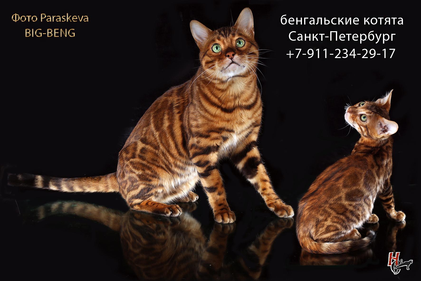 бенгальские котята купить на Зозу.ру - фотография № 4
