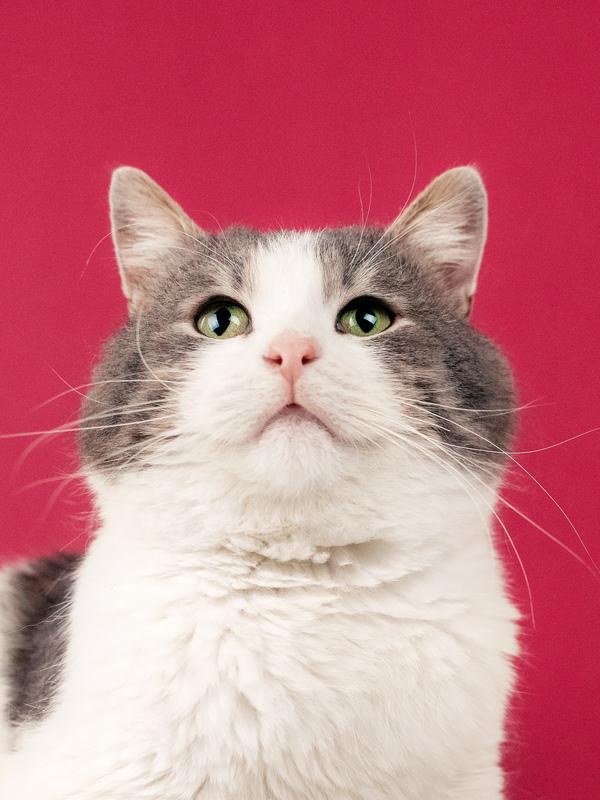 Шикарный сладкий котик Баунти в добрые руки купить на Зозу.ру - фотография № 1