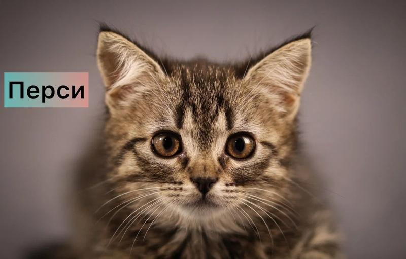 Маленькие котята — метисы британской породы в добрые руки купить на Зозу.ру - фотография № 3