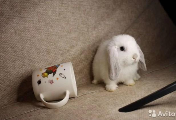 Карликовый кролик декоративный