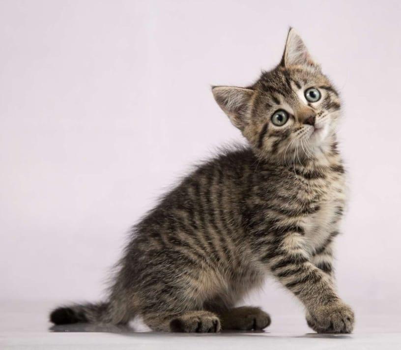 Серый полосатый котенок Пончик в добрые руки купить на Зозу.ру - фотография № 2