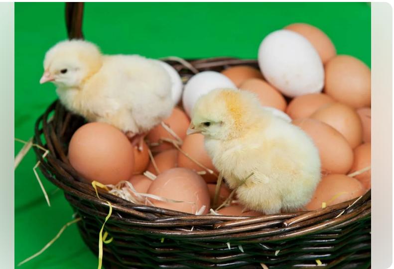 Инкубационное яйцо и цыплята куг,гусей,уток,цессарок купить на Зозу.ру - фотография № 4