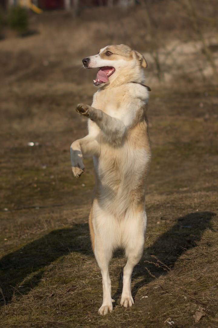 Белая ласковая собачка Зайка в добрые руки купить на Зозу.ру - фотография № 3