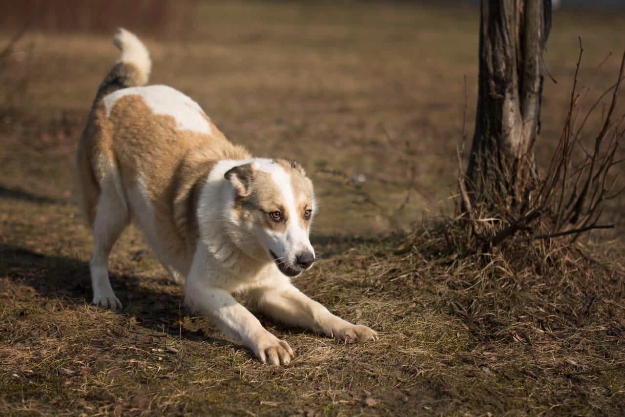 Белая ласковая собачка Зайка в добрые руки купить на Зозу.ру - фотография № 5
