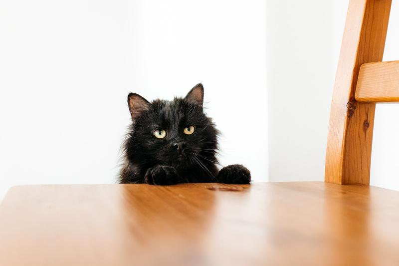 Черный пушистый кот Гриша в добрые руки купить на Зозу.ру - фотография № 8