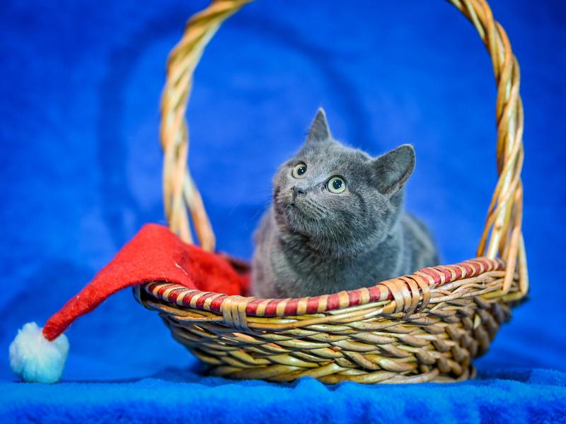 Русские голубые котята в добрые руки купить на Зозу.ру - фотография № 2