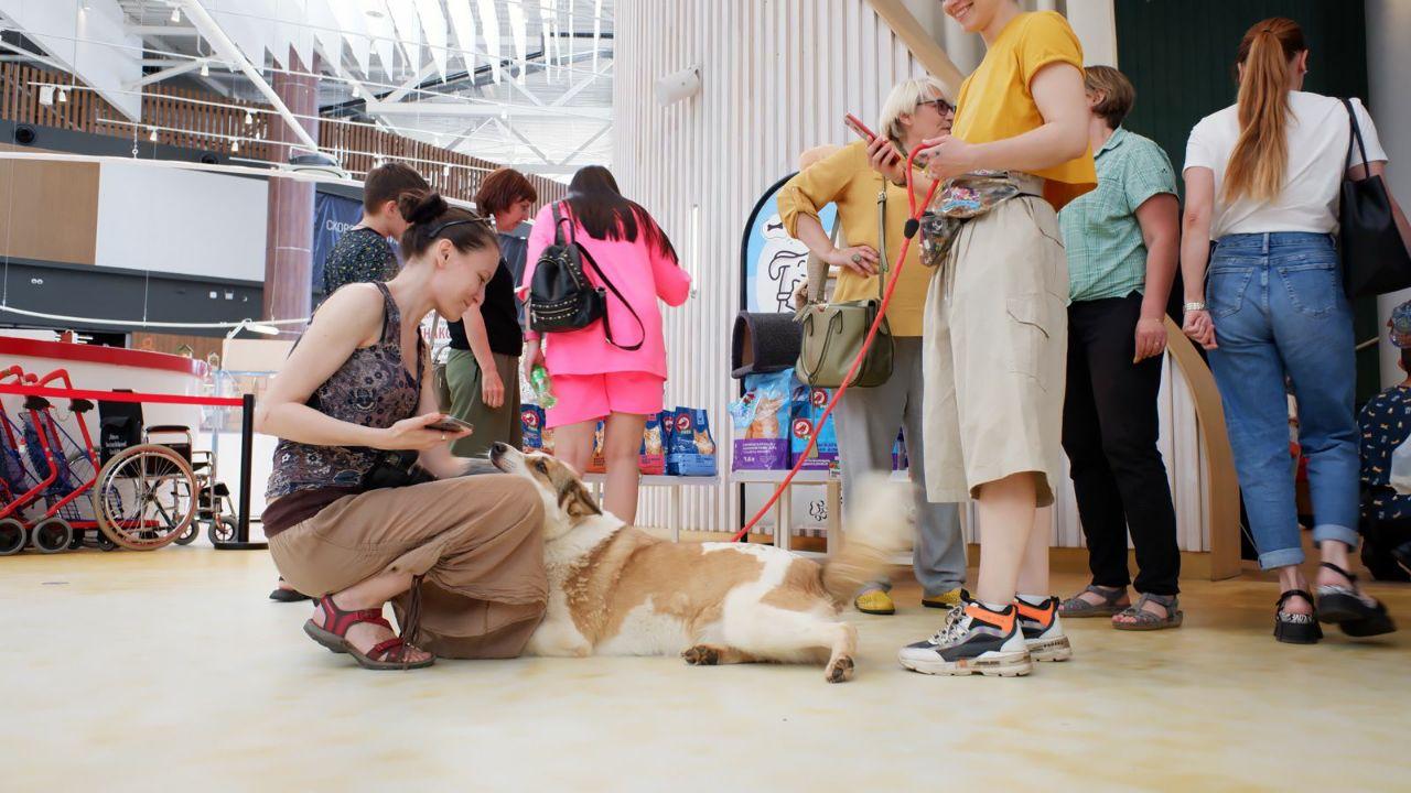 Белая ласковая собачка Зайка в добрые руки купить на Зозу.ру - фотография № 6