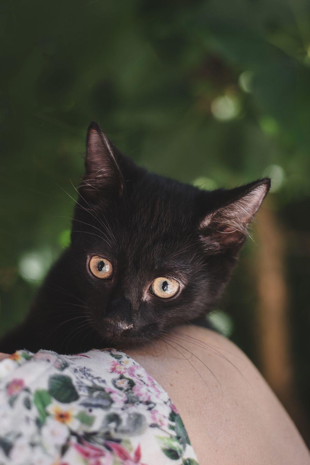 Черные котята в добрые руки купить на Зозу.ру - фотография № 8