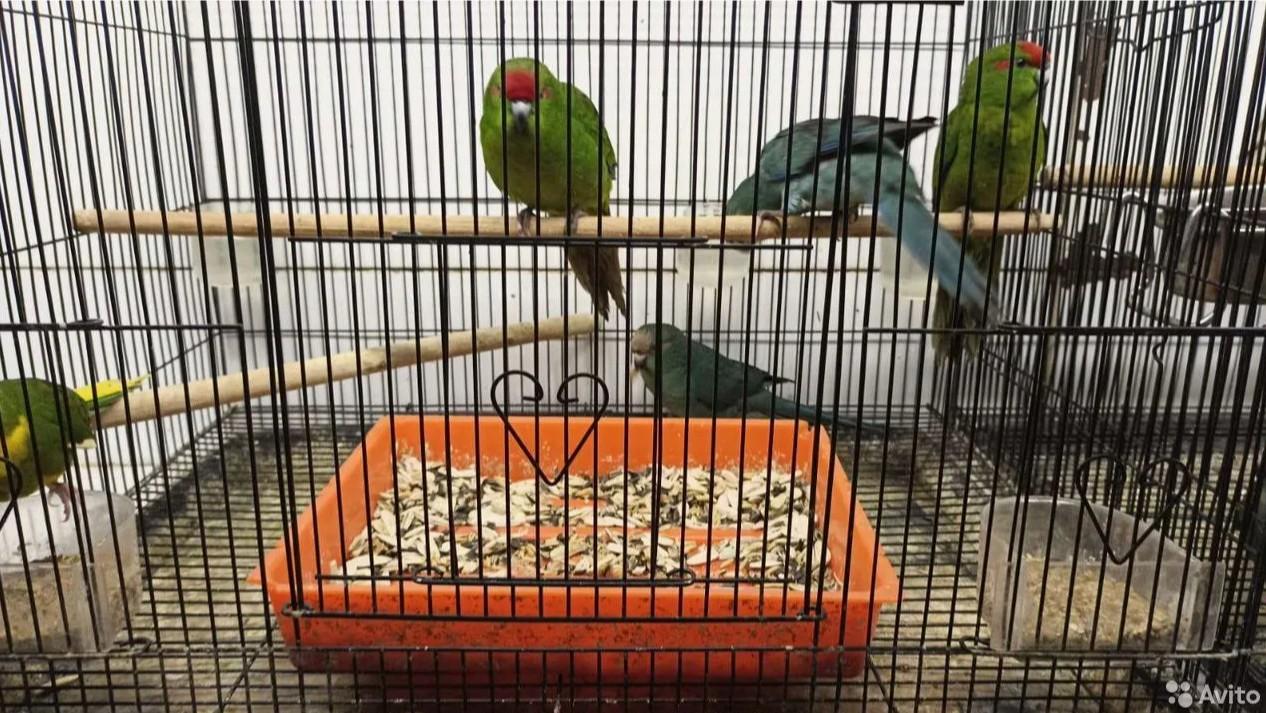 Новозеландские попугаи купить на Зозу.ру - фотография № 2