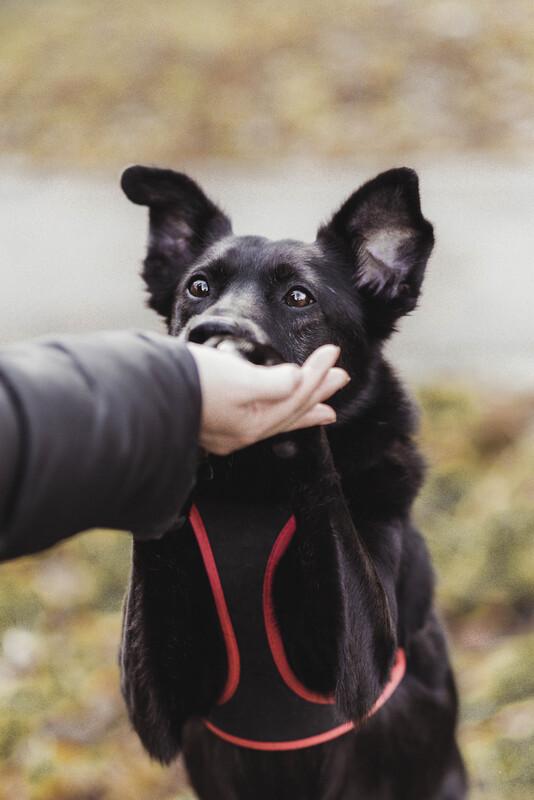 Пристраивается молодой небольшой пёс по имени Космос купить на Зозу.ру - фотография № 3