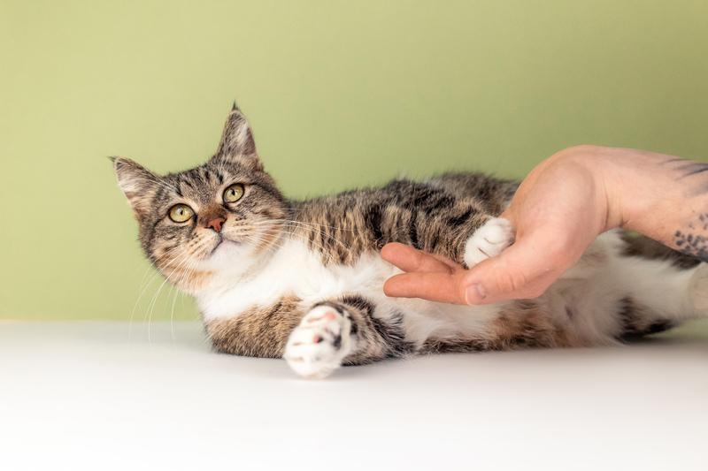 Красавица-кошка Яна с кисточками на ушках в добрые руки купить на Зозу.ру - фотография № 8