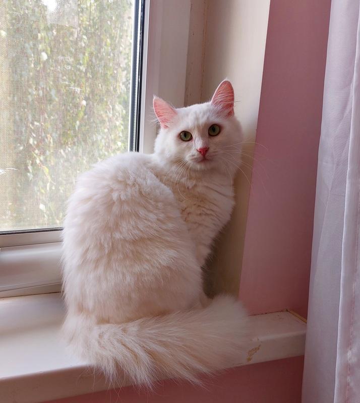 Роскошная белая ангорская пушистая кошка Жасмина