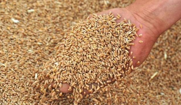 Пшеница ячмень овёс кукуруза купить на Зозу.ру - фотография № 1