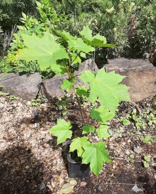 Клен остролистный (Acer platanodes) купить на Зозу.ру - фотография № 1