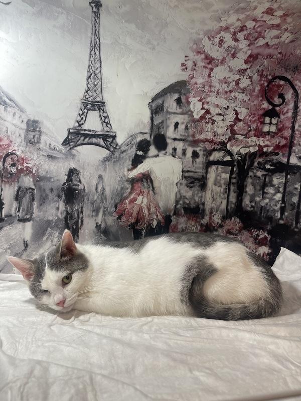Одноглазый котенок Базилик — никто не хочет взять его домой купить на Зозу.ру - фотография № 2