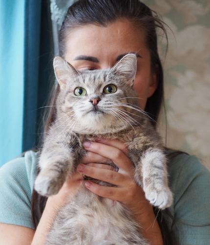 Идеальная кошка-компаньон Лиза в добрые руки купить на Зозу.ру - фотография № 1
