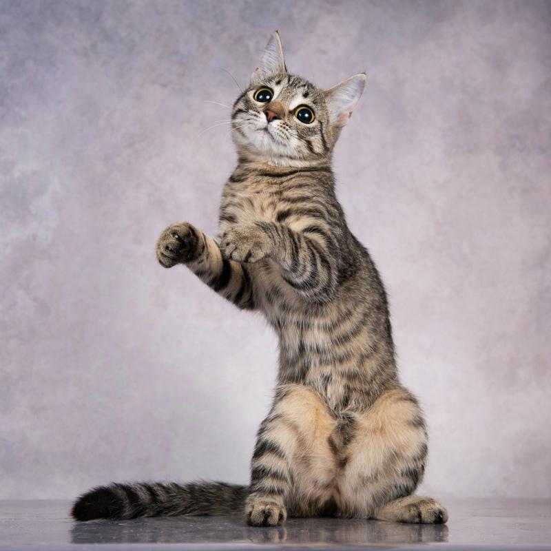 Бенгальский котенок Тиграшка в добрые руки купить на Зозу.ру - фотография № 2