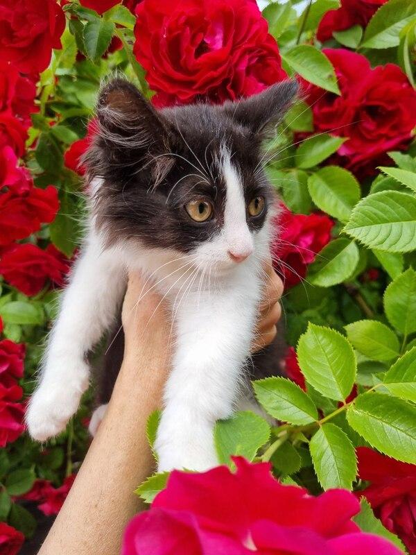 Сибирский котенок Пуговка в добрые руки купить на Зозу.ру - фотография № 2
