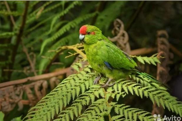 Новозеландские попугаи