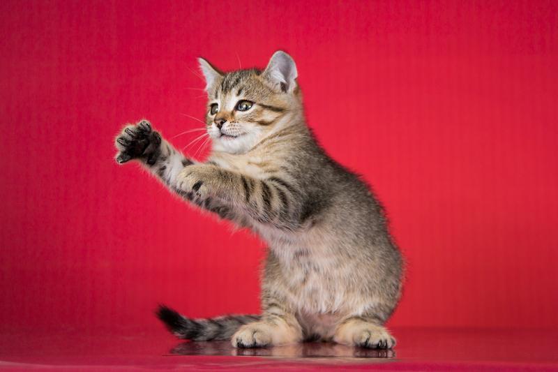 Очаровательный ручной котенок Чип в добрые руки купить на Зозу.ру - фотография № 4