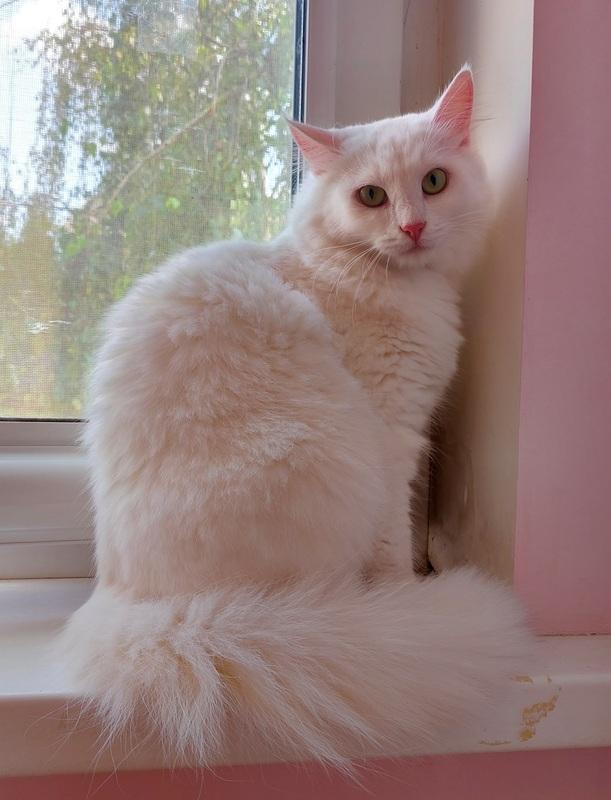 Роскошная белая ангорская пушистая кошка Жасмина купить на Зозу.ру - фотография № 3