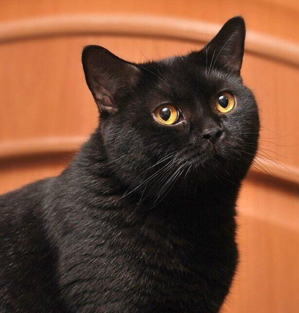 Черная британская красавица кошка Фани в добрые руки