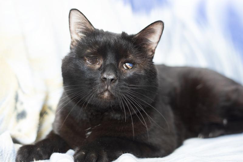 Особенный черный кот Гэндальф ищет дом купить на Зозу.ру - фотография № 1