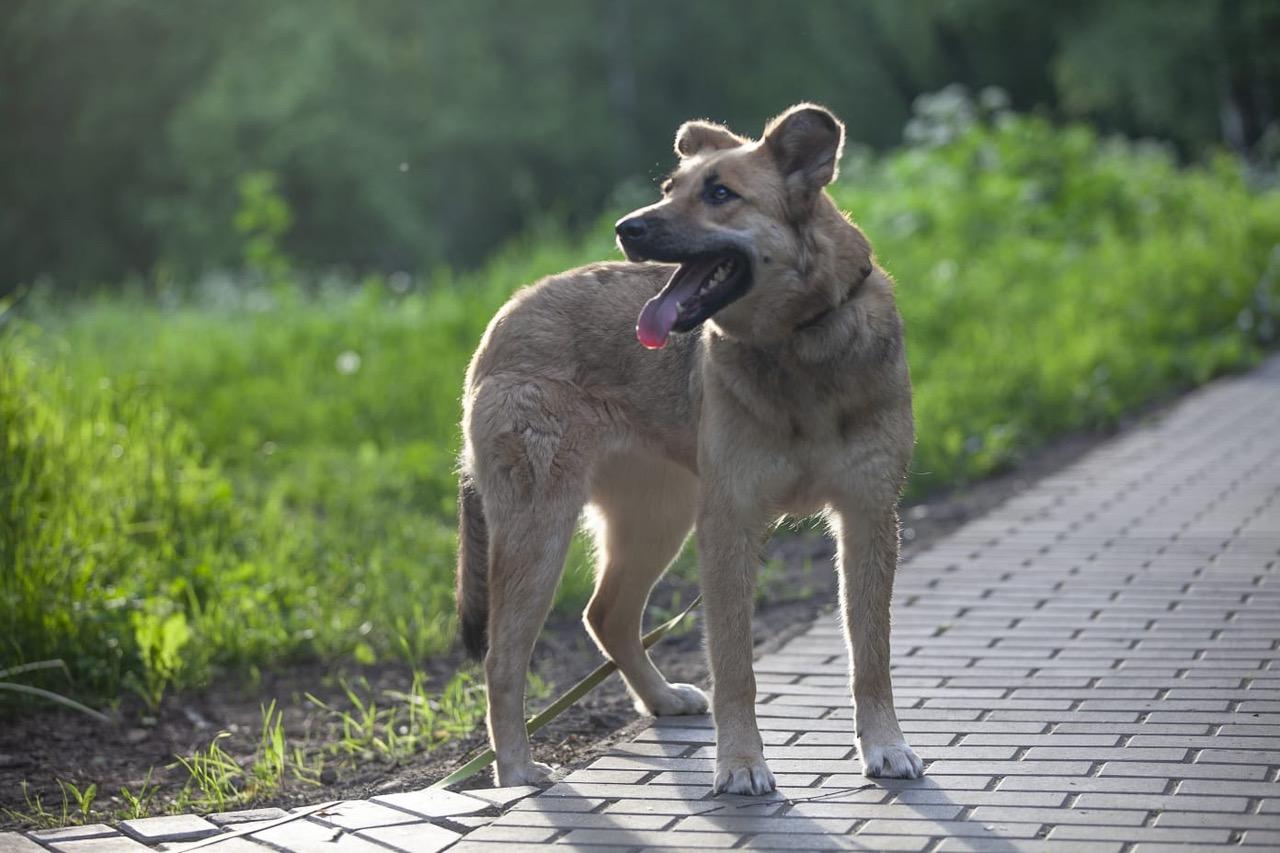 Милая Мира — собачка в добрые руки купить на Зозу.ру - фотография № 3