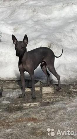 Ксолоитцкуинтли мини, Мексиканская голая собака