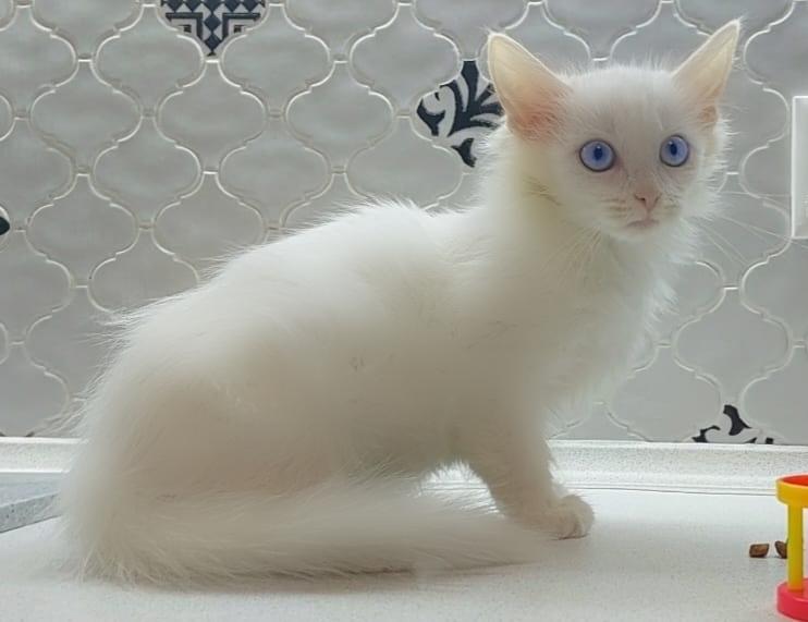 Белый синеглазый пушистый котенок Сапфира в добрые руки купить на Зозу.ру - фотография № 1