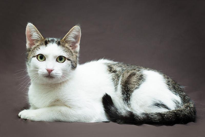 Трепетный и нежный котенок Марсик в добрые руки купить на Зозу.ру - фотография № 2