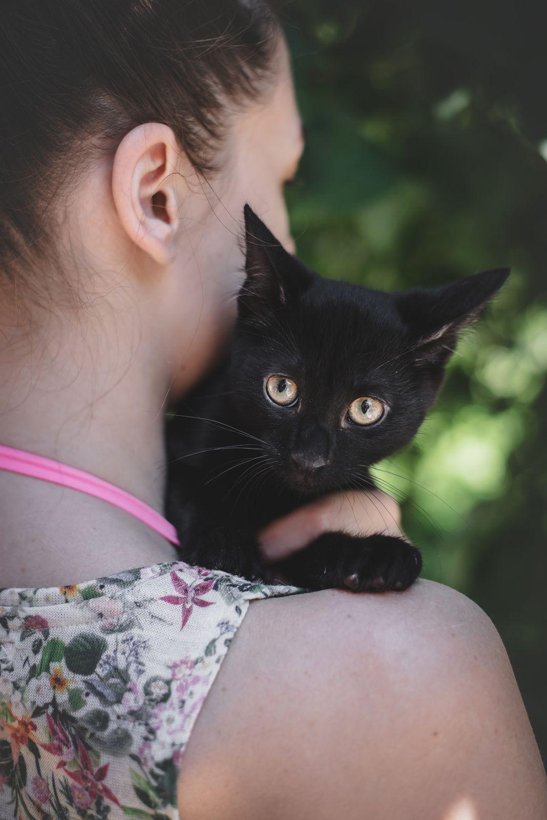 Черные котята в добрые руки купить на Зозу.ру - фотография № 3