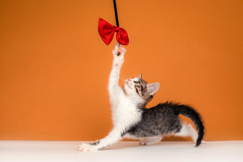 Очаровательный котенок Вася — полосатик в добрые руки купить на Зозу.ру - фотография № 6