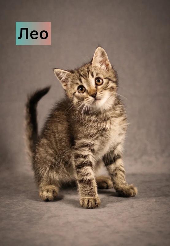 Маленькие котята — метисы британской породы в добрые руки купить на Зозу.ру - фотография № 10