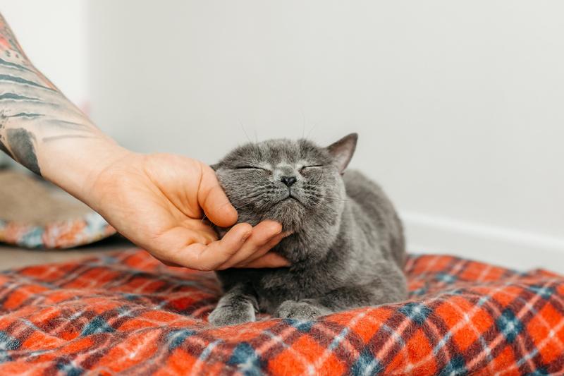 Британская ласковая кошка Тучка в добрые руки купить на Зозу.ру - фотография № 8